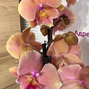 Фаленопсис 2цв. #108