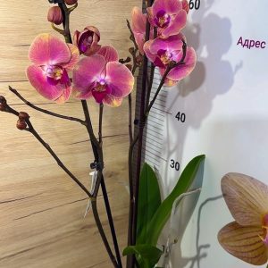 Alternative view of Фаленопсис 2цв. #111