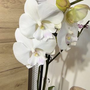 Фаленопсис 2цв. #114