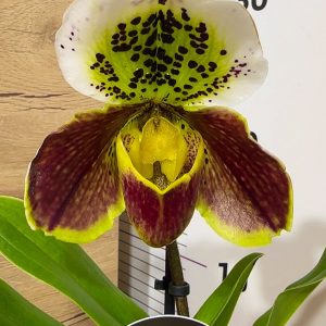 Пафилопедиум XXL #4088