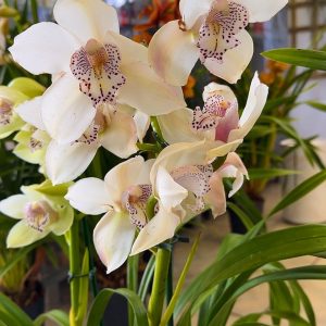 Цимбидиум #58