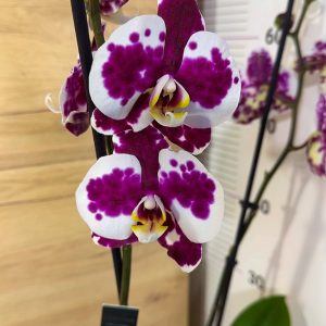 Фаленопсис 2цв. #118