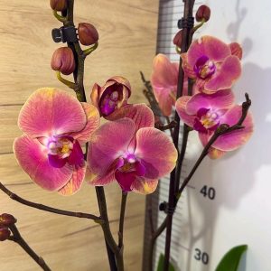 Фаленопсис 2цв. #111