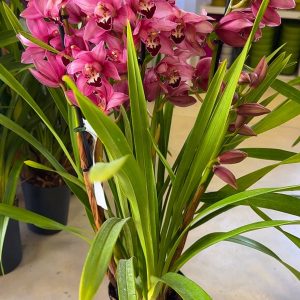 Alternative view of Цимбидиум  #54