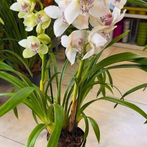 Alternative view of Цимбидиум #58