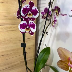 Alternative view of Фаленопсис 2цв. #118