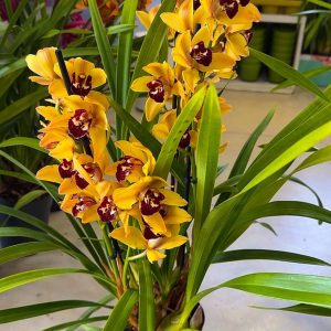 Alternative view of Цимбидиум  #55