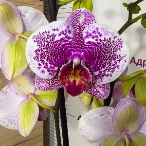 ТОП Цена!!Фаленопсис 2цв. Pandora #104