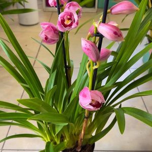 ТОП ЦЕНА! Цимбидиум #61