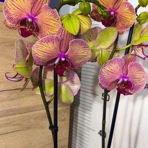 Фаленопсис 2цв. #113