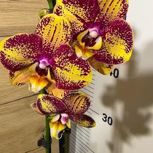 Фаленопсис 2цв. #124