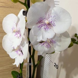 ТОП Цена!!Фаленопсис 2цв. #100