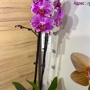 Alternative view of Фаленопсис 2цв. #112