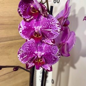 Фаленопсис 2цв. #112