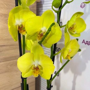 Фаленопсис 2цв. #120