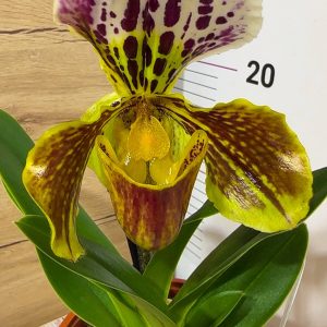 Пафилопедиум XXL #4087