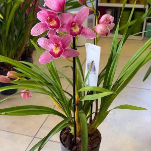 Alternative view of ТОП ЦЕНА! Цимбидиум #59