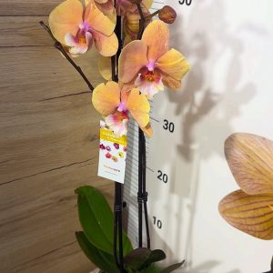 Alternative view of ТОП Цена!!Фаленопсис 2цв. Big Lip    #104