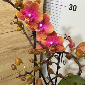 Ароматен Фаленопсис 2 цв. Dusty Bell #61