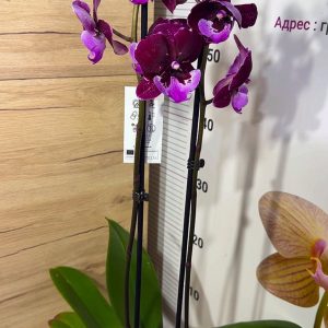 Alternative view of ТОП Цена!!Фаленопсис 2цв. Big Lip    #102