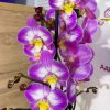 Фаленопсис 2цв. #125