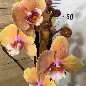 ТОП Цена!!Фаленопсис 2цв. Big Lip #104