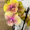 ТОП Цена!!Фаленопсис 2цв. Big Lip    #103