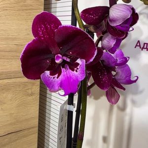 ТОП Цена!!Фаленопсис 2цв. Big Lip #102