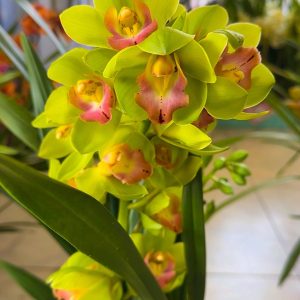 Цимбидиум  #56