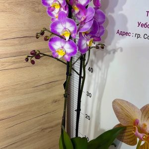 Alternative view of Фаленопсис 2цв. #125