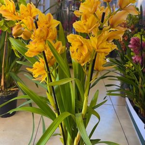 Alternative view of Цимбидиум  #58