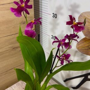 Alternative view of Ароматна Орхидея - микс ф9  #223