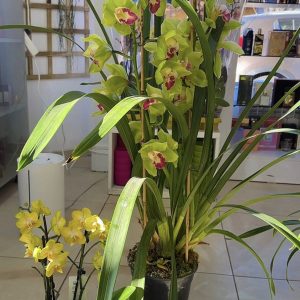 Alternative view of ХХЛ  Цимбидиум #88