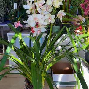 Alternative view of ХХЛ  Цимбидиум #89