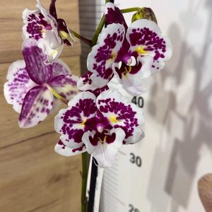 Фаленопсис Пелорик 1цв. #206