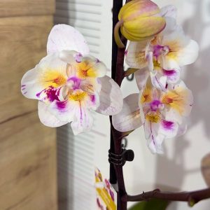 Alternative view of Фаленопсис Пелорик 1 цв. #210