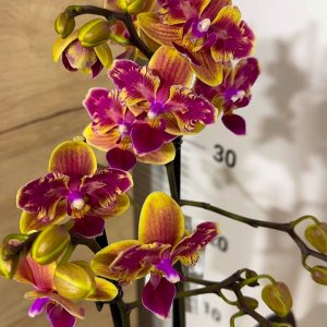 Фаленопсис Пелорик 2 цв. 2цв. #214