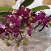 Фаленопсис Каскаден #304