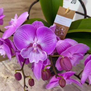 Фаленопсис Каскаден #304