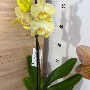 Alternative view of ТОП ЦЕНА! Фаленопсис  1 цв.  #302