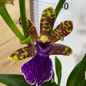 Ароматна Орхидея - микс ф9 #219