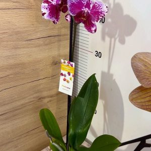 Alternative view of ТОП ЦЕНА! Фаленопсис  1 цв.  #303