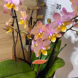 Промо! Ароматен Фаленопсис 4 цветоноса #217