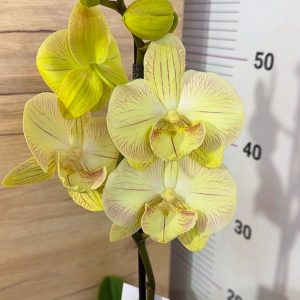 ТОП ЦЕНА! Фаленопсис 1 цв. #302