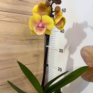 Alternative view of ТОП ЦЕНА! Фаленопсис  1 цв.  #301