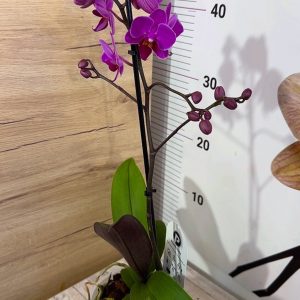 Alternative view of Фаленопсис  1-2 цв.  #111