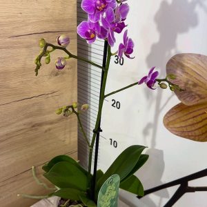 Alternative view of Фаленопсис  1-2 цв.  #107