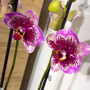 Alternative view of Фаленопсис Elegante Dream Diamond 2 цв.  #216