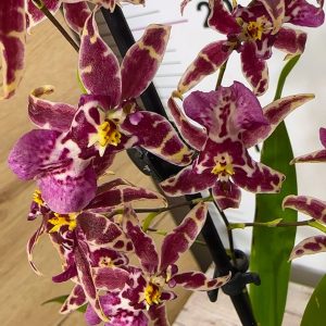 Ароматна Орхидея - микс ф9 #220