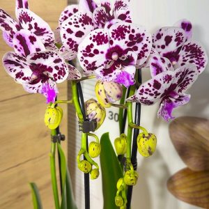Фаленопсис 2цв. Каскадна #218